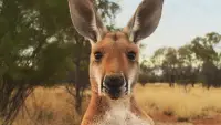 Backdrop to the movie "Kangaroo: A Love-Hate Story" #873055