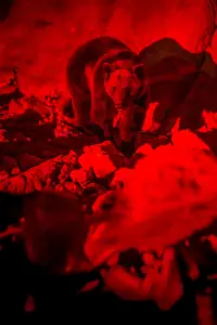 Poster to the movie "Savage Hunt" #1024858