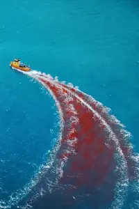 Poster to the movie "Dangerous Animals" #1053267