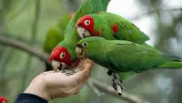 Backdrop to the movie "The Wild Parrots of Telegraph Hill" #823503