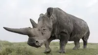 Backdrop to the movie "The Last Rhinos: A New Hope" #870643