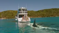 Backdrop to the movie "Mississippi River Sharks" #896792