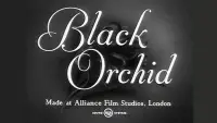 Backdrop to the movie "Black Orchid" #982221