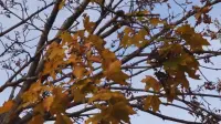 Backdrop to the movie "The autumn leaves of red and gold." #649940