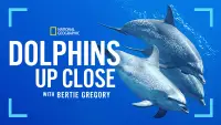 Backdrop to the movie "Dolphins Up Close with Bertie Gregory" #925235