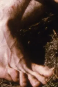 Poster to the movie "Loving" #1043067