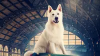 Backdrop to the movie "The Travelling Dog" #781353