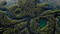 Backdrop to the movie "Caddo Lake" #595776
