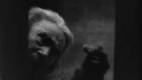 Backdrop to the movie "Vampyr" #858620