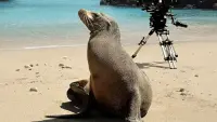 Backdrop to the movie "Guardians of the Galapagos" #747573