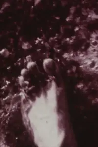 Poster to the movie "Footprints" #893249