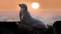 Backdrop to the movie "Sea Lions of the Galapagos" #747444