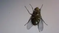 Backdrop to the movie "The Fly" #754362