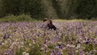 Backdrop to the movie "The Twilight Saga: Breaking Dawn - Part 2" #724440