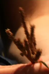 Poster to the movie "Donnez-Nous la Paix" #1075089