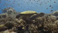 Backdrop to the movie "Ocean with David Attenborough" #764977