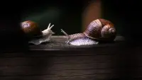 Backdrop to the movie "Secret World of Mollusks" #696977