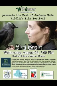 Poster to the movie "Bird Brain" #895545