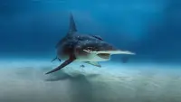 Backdrop to the movie "What the Shark?" #722001