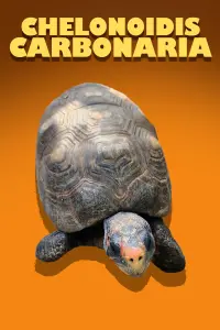 Poster to the movie "Chelonoidis Carbonaria" #735970