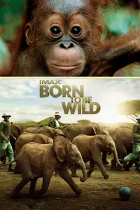 Poster to the movie "Born to Be Wild" #1177257