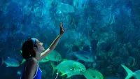 Backdrop to the movie "Ocean Heaven" #799456