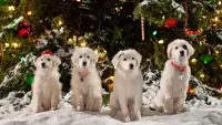 Backdrop to the movie "Santa Paws 2: The Santa Pups" #355528