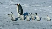 Backdrop to the movie "March of the Penguins" #380322