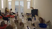 Backdrop to the movie "25 Cats From Qatar" #768136