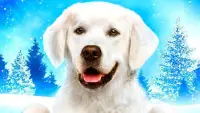 Backdrop to the movie "Adventures of Bailey: Christmas Hero" #885031