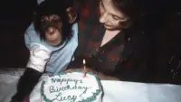 Backdrop to the movie "Lucy the Human Chimp" #896963