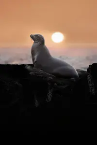 Poster to the movie "Sea Lions of the Galapagos" #747454