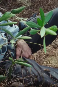 Poster to the movie "Tempo" #1050656