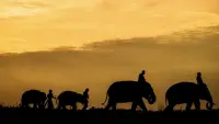 Backdrop to the movie "The Elephant Keeper" #856874