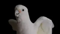 Backdrop to the movie "Parrot Kindergarten" #792707