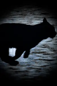 Poster to the movie "A Black Cat Escapes" #743505