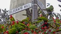 Backdrop to the movie "The Wild Parrots of Telegraph Hill" #823504