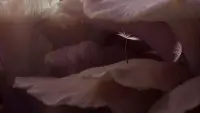 Backdrop to the movie "Dandelion