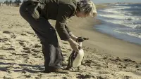Backdrop to the movie "The Penguin Lessons" #816104