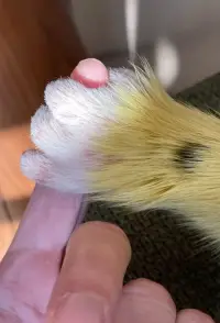 Poster to the movie "Marsupilami" #516355