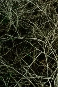 Poster to the movie "Epilogue" #1097116