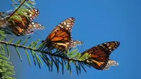 Backdrop to the movie "The Incredible Journey of the Butterflies" #772939