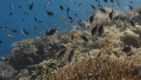 Backdrop to the movie "Ocean with David Attenborough" #764975