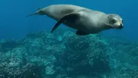 Backdrop to the movie "Sea Lions of the Galapagos" #747449