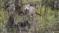 Backdrop to the movie "Wolf: Wanderer Without Borders" #762131