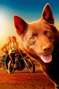 Poster to the movie "Red Dog" #798660