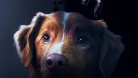 Backdrop to the movie "Good Boy" #867346