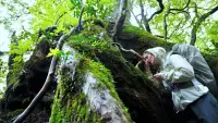 Backdrop to the movie "Yakushima