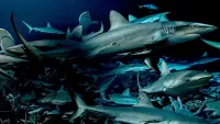 Backdrop to the movie "700 Sharks" #745667
