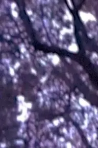 Poster to the movie "A Memory, of Whose I Can